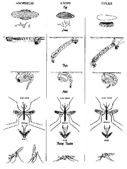 Please wait.. or READ Chapter while loading... A MOSQUITO DIAGRAM .. about mosquitos